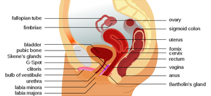 G-Spot